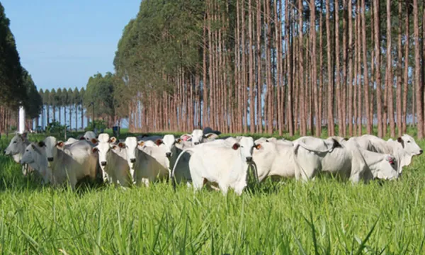Reforma de pastagens no inverno garante mais produtividade e eficiência para a pecuária