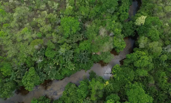 Projeto busca restaurar 600 mil hectares de vegetação nativa no Brasil