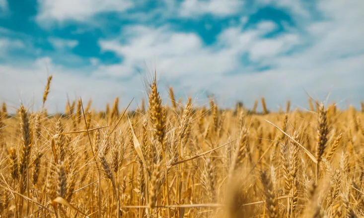 Paraná terá o maior déficit de abastecimento de trigo de sua história