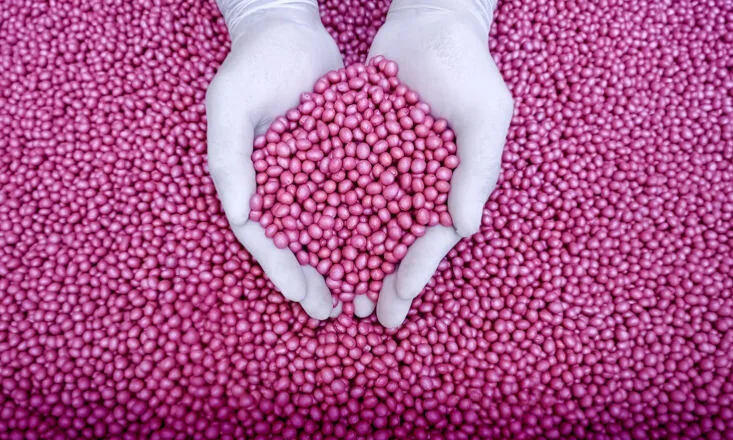 Quem planta Sementes Cocari reconhece a qualidade no campo