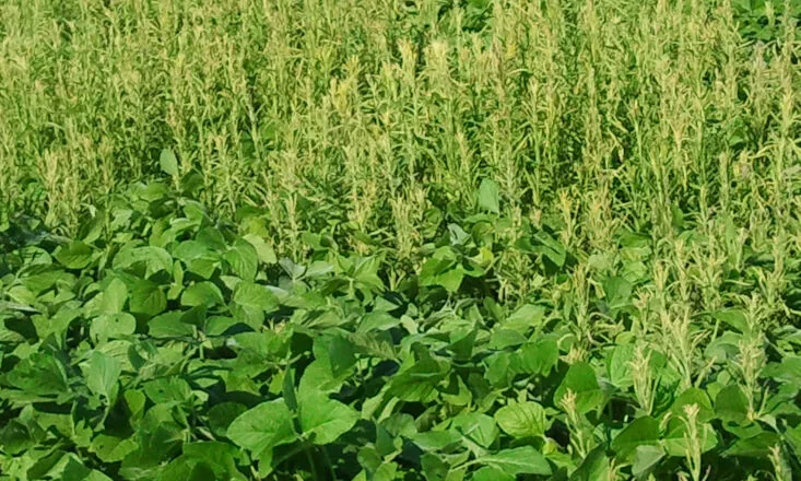 Recomendação técnica: planejamento da dessecação é decisivo para o manejo de plantas daninhas