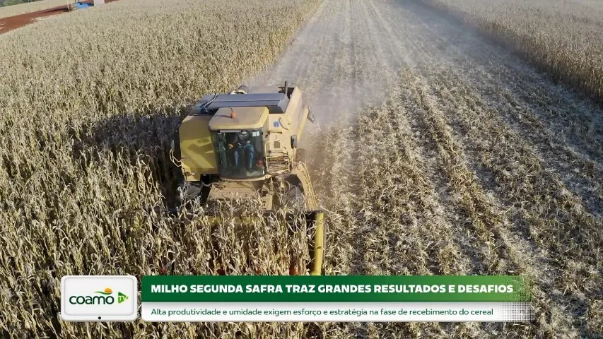 Safra de milho apresenta alta produtividade e desafia estrutura de recebimento