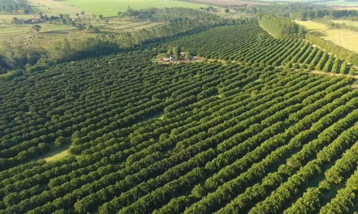 Dia de Campo sobre Citros nesta terça-feira em Nova Esperança (PR)
