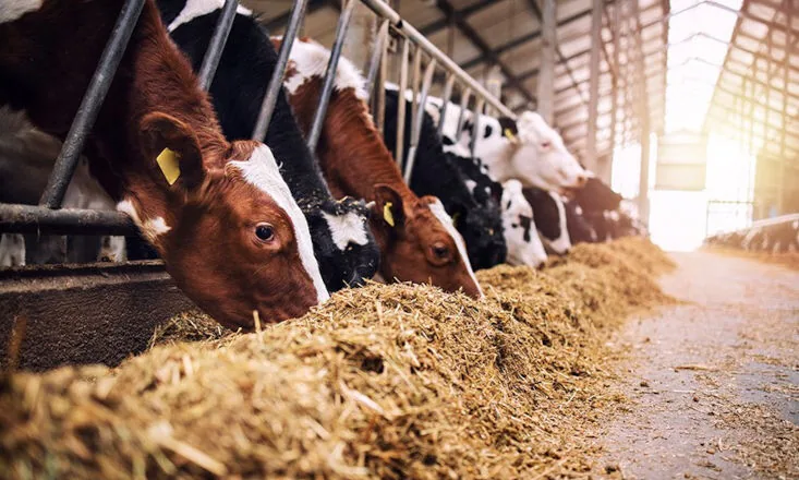 Sancionada ampliação de produtos em estoque público para alimentação animal