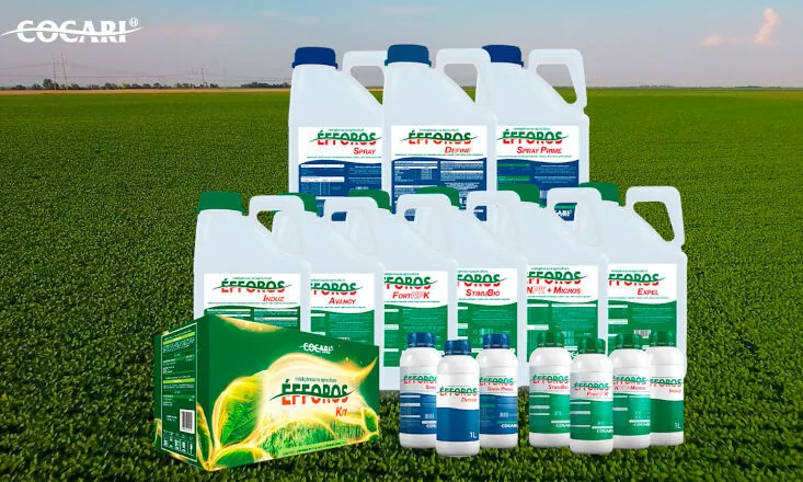 Éfforos: produtividade em cada fase da lavoura