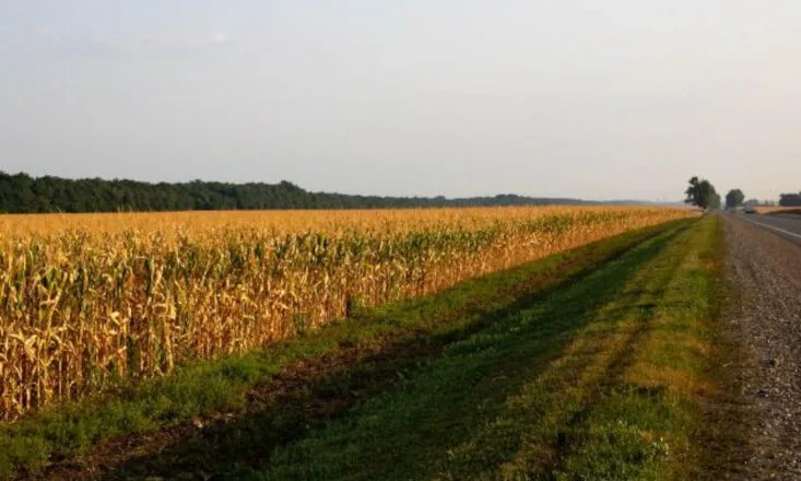Projeto permite o cultivo de lavouras temporárias às margens de rodovias