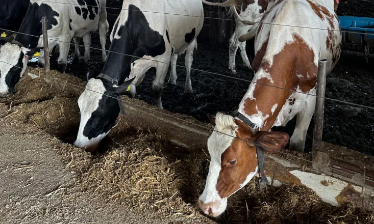 Cocari: monitoramento da dieta pelo Devet ajuda a elevar a eficiência na produção de leite