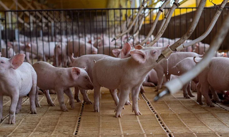 Capal projeta expansão de 30% na suinocultura e abre programa para novos cooperados
