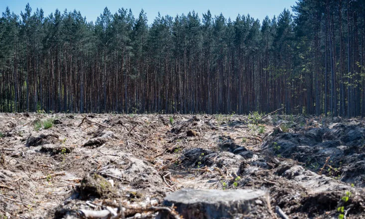 Depois da COP17, Brasil é cobrado a efetivar metas de restauração