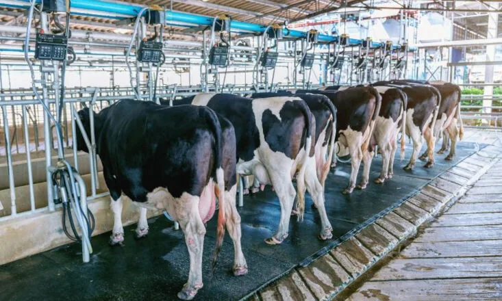 Projeto de lei cria programa de valorização da pecuária leiteira