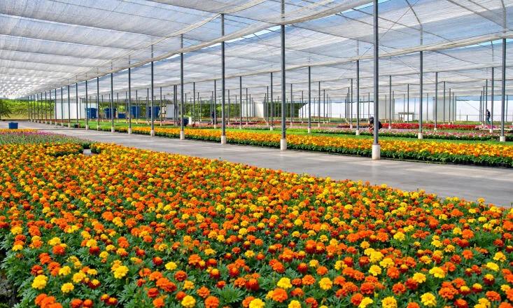Brasil que floresce além do agronegócio tradicional