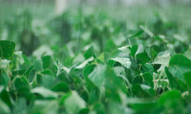 El Niño forte se estenderá até 2027 