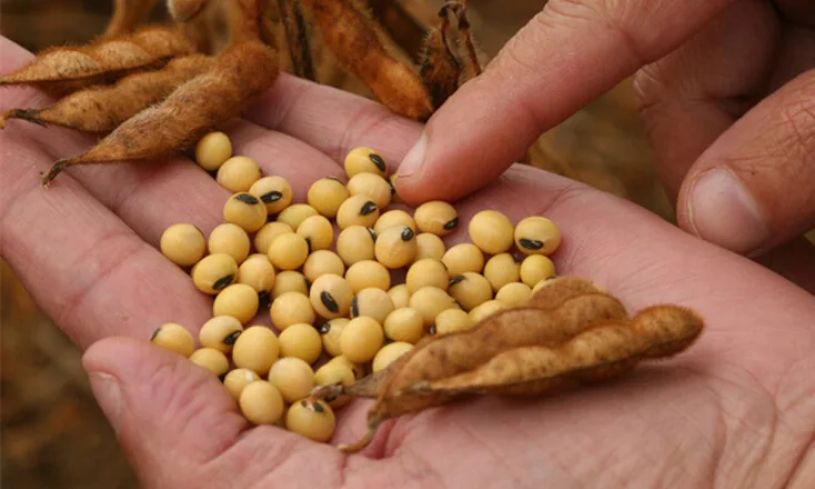 Campos Gerais entram na janela de plantio da soja; Cocari reforça importância do planejamento