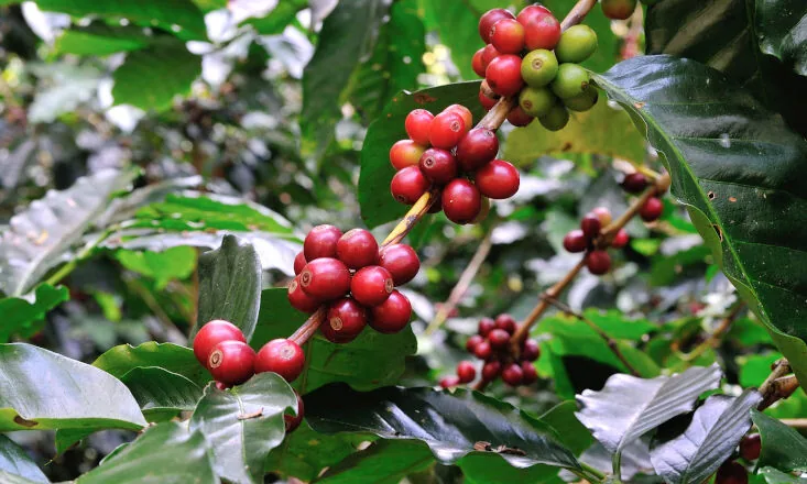 Produção de café é estimada em 67,6 milhões de sacas, influenciada por bienalidade positiva em 2026