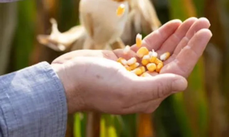 Cooperativismo busca ampliar seu papel na segurança alimentar