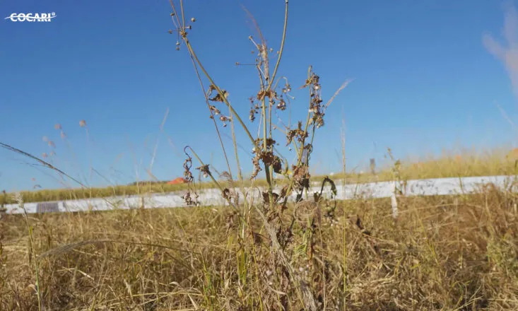 Janela de plantio aberta reforça a importância do manejo das plantas daninhas