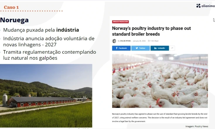 Investir em bem-estar animal &eacute; estrat&eacute;gico e traz benef&iacute;cios para o avicultor, defende especialista