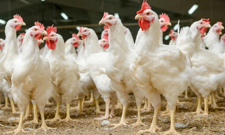 Investir em bem-estar animal &eacute; estrat&eacute;gico e traz benef&iacute;cios para o avicultor, defende especialista