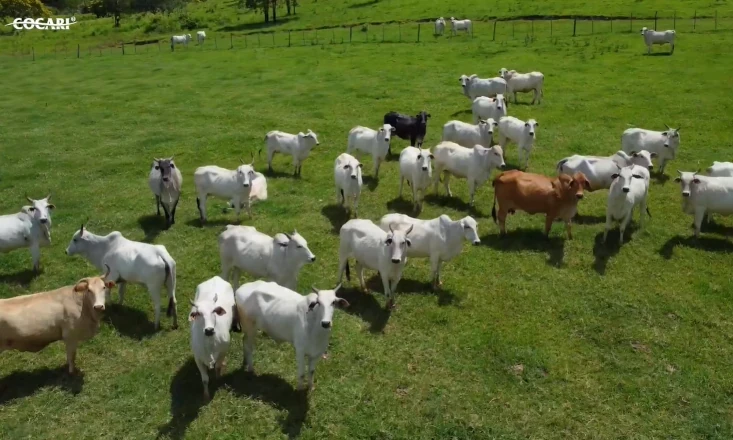 Dia Nacional da Pecu&aacute;ria: Cocari valoriza quem transforma conhecimento, trabalho e dedica&ccedil;&atilde;o em produ&ccedil;&atilde;o