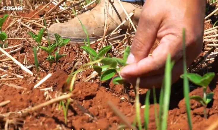 Per&iacute;odo de chuvas exige manejo estrat&eacute;gico de acordo com cada etapa da cultura