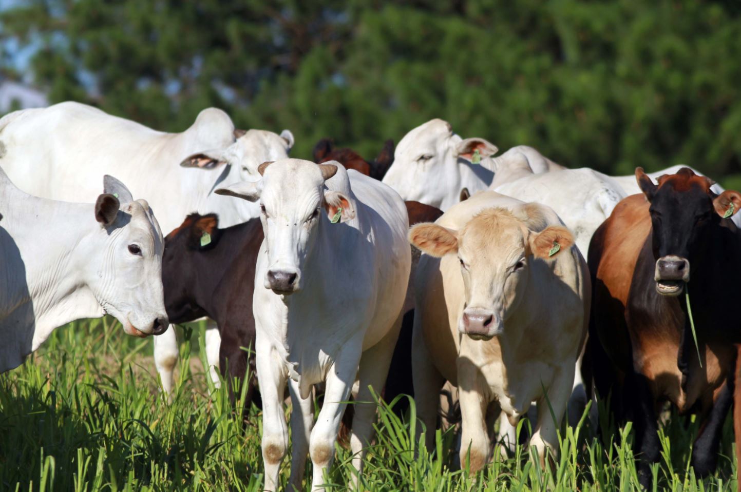 AGRONEGOCIO: Paraná atua para ampliar espaço no mercado mundial de carnes