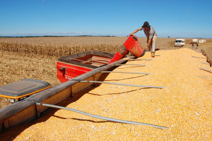 AGRICULTURA: IBGE projeta safra recorde de 260,5 milhões de toneladas