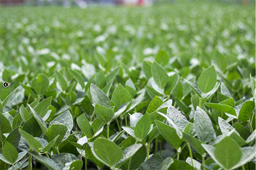 SOJA:  Brasil tem tecnologia para aumento de produção sem pressão por áreas de florestas