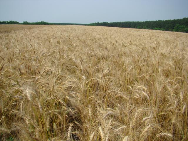 ZARC: Mapa publica novo zoneamento agrícola do trigo