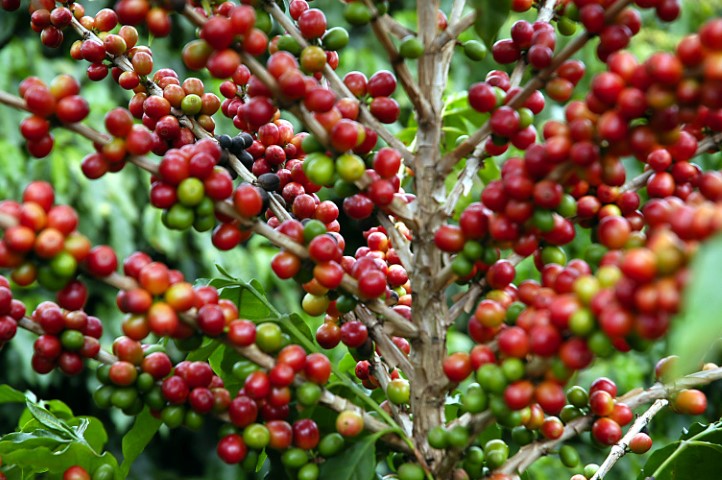 CAFÉ: Bienalidade negativa e problemas climáticos indicam redução da produção nacional