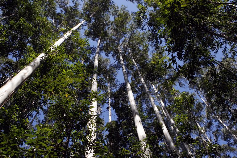 APRE: Com apenas 5% da área ocupada do Paraná, cultivo florestal gera impactos positivos no Estado