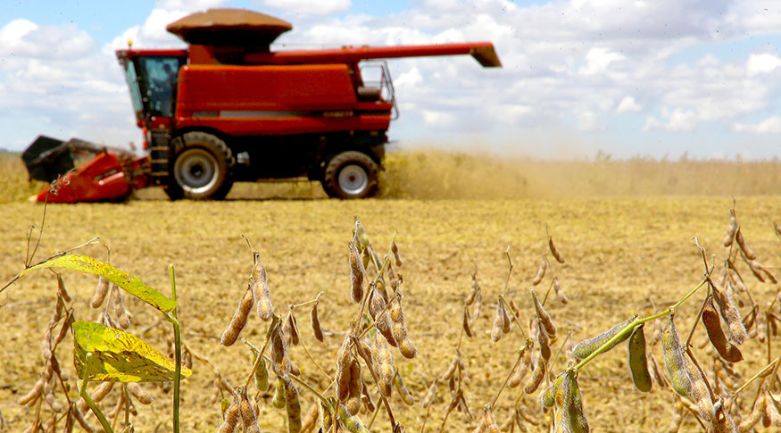 IBGE: Safra 2021 deve superar em 3,2% o recorde atingido em 2020
