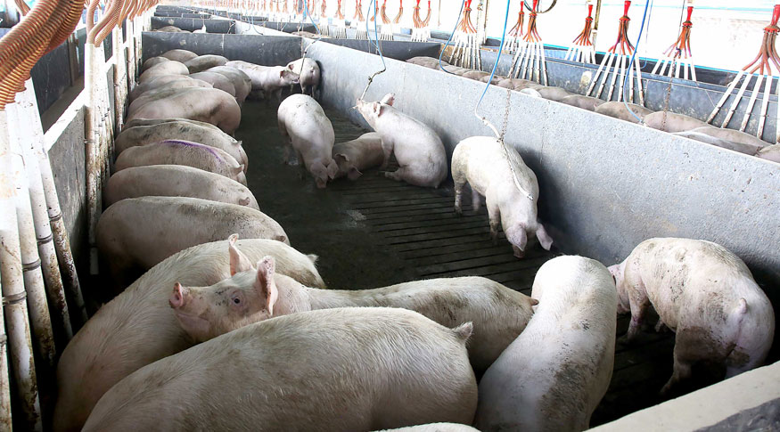 PRODUÇÃO PECUÁRIA: Abate de suínos e frangos cresce no quarto trimestre de 2020
