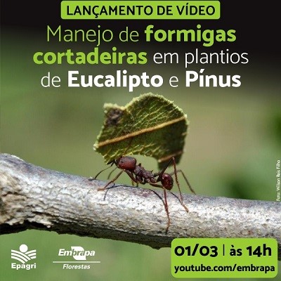 PLANTIOS FLORESTAIS: Vídeo sobre manejo de formigas será lançado pela Embrapa Florestas e Epagri