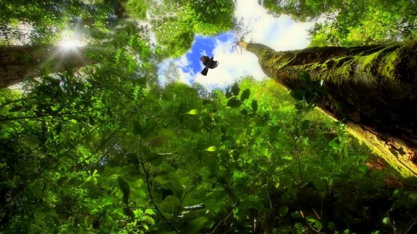 SUSTENTABILIDADE: Brasil passa a fazer parte do Protocolo de Nagoia sobre biodiversidade
