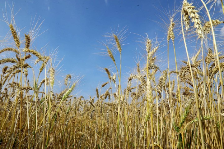 SAFRA DE INVERNO: Agricultura incentiva uso de áreas para cultivo de trigo