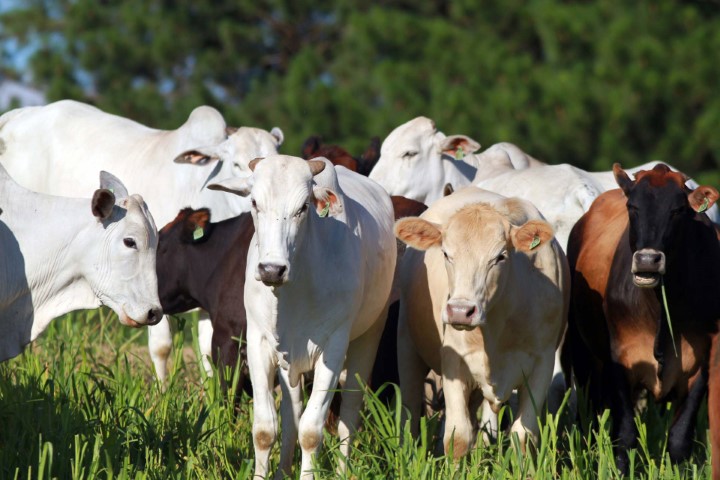 SEAB/DERAL: Preço da arroba bovina subiu 53% nos últimos 12 meses