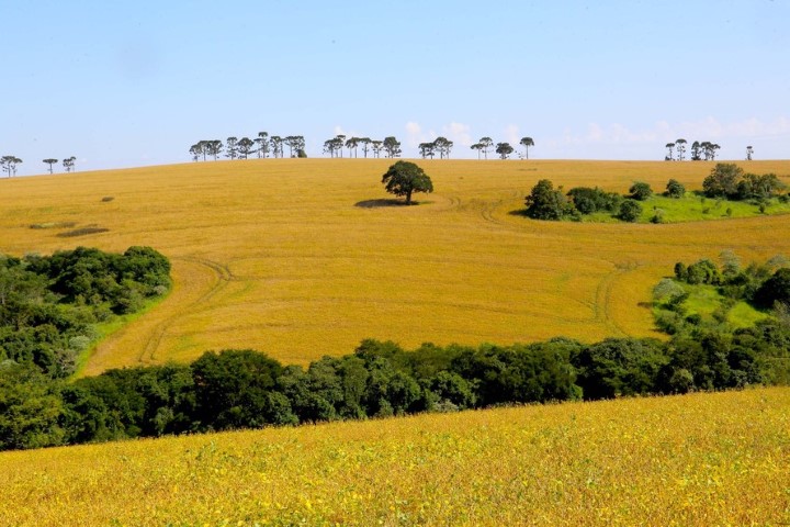 CONJUNTURA AGROPECUÁRIA: Produção paranaense de arroz é destaque no Boletim do Deral
