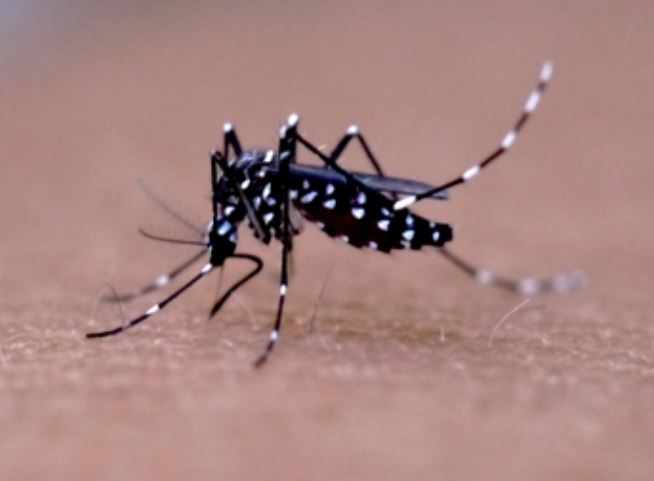 UNIMED LONDRINA: Vacina da dengue pode evitar reinternações e forma hemorrágica da doença