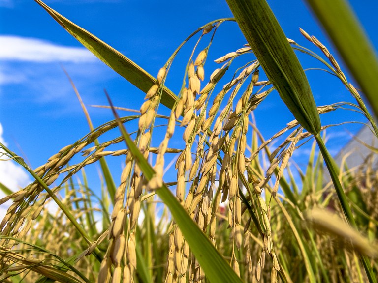 ZARC: Mapa publica zoneamento agrícola do arroz de sequeiro e irrigado safra 2021/2022