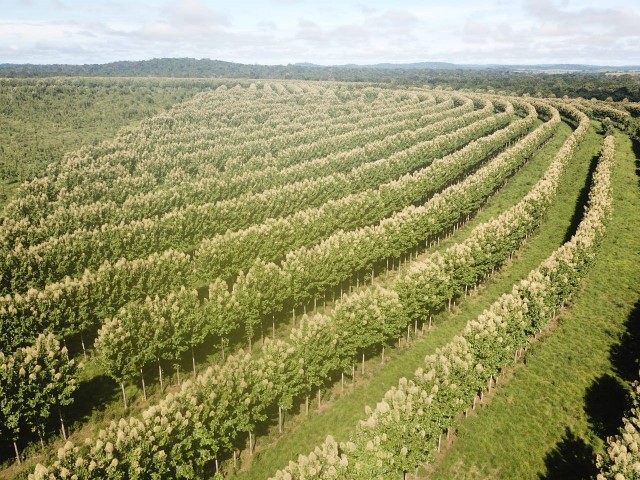EMBRAPA: ILPF ganha novas versões de softwares para manejo de precisão do componente florestal