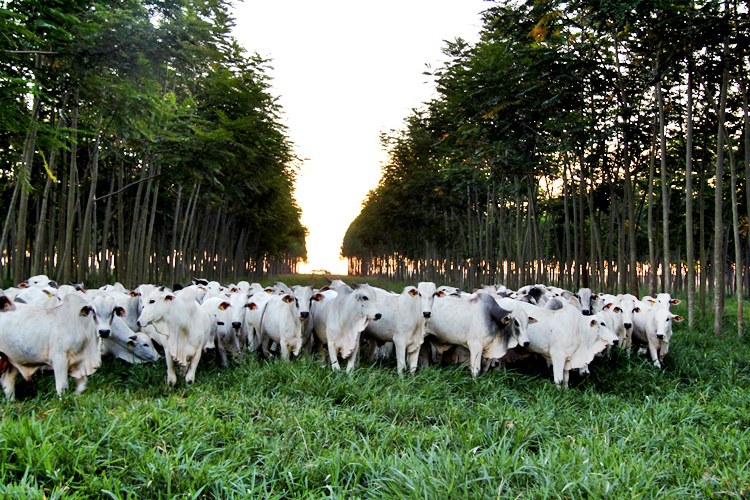 MAPA: Agropecuária brasileira é reconhecida por sua sustentabilidade na Convenção-Quadro das Nações Unidas