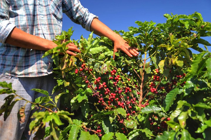 CONJUNTURA AGROPECUÁRIA: Boletim aponta retração de 9% na produção de café e valorização no preço