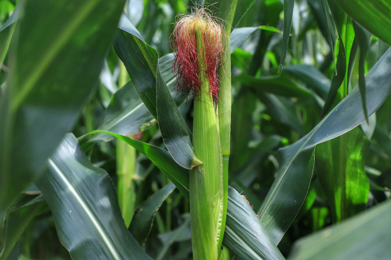 CONJUNTURA AGROPECUÁRIA: Colheita da segunda safra de milho começa no Paraná