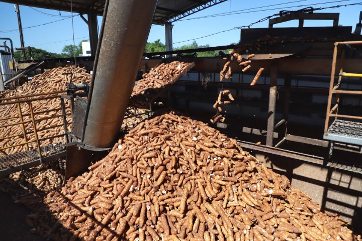 CONJUNTURA AGROPECUÁRIA: Colheita de mandioca acelera e reduz ociosidade da indústria de fécula e farinha