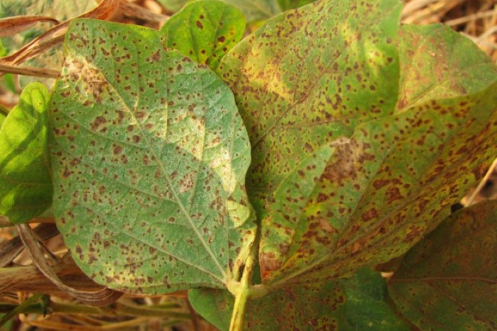 SANIDADE VEGETAL: Estado reúne setor privado para discutir ferrugem da soja e calendário de plantio