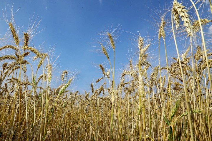 conjuntura agropecuaria 02 07 2021