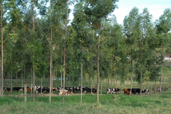 CONJUNTURA AGROPECUÁRIA: Produtos florestais paranaenses apresentam valorização e são destaques no Boletim do Deral