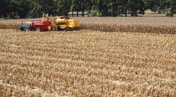 IBGE: Estimativa de junho prevê safra recorde de 258,5 milhões de toneladas em 2021