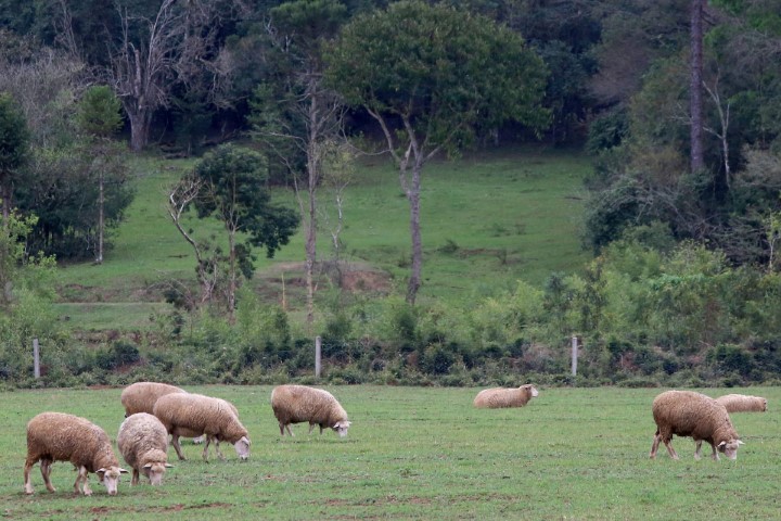 conjuntura agropecuaria 16 07 2021