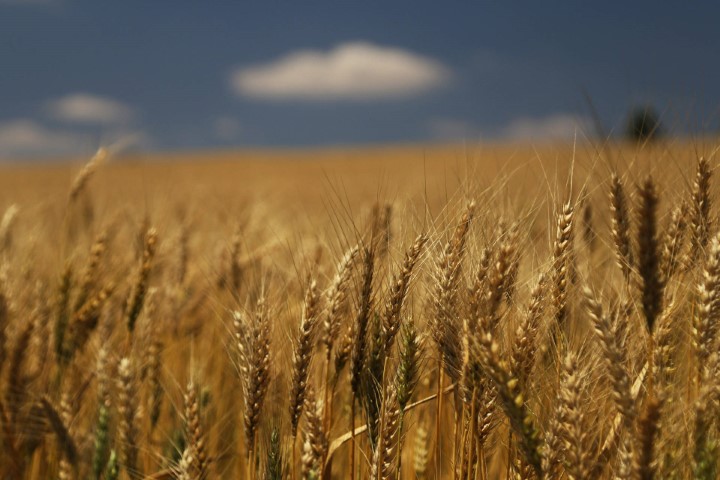 VBP: Valor Bruto da Produção Agropecuária cresce 21% em 2020 e alcança R$ 128,3 bilhões no PR